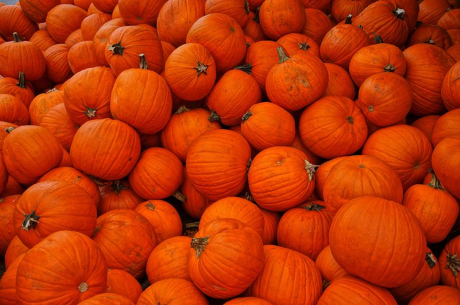 Pumpkin Pile Photograph by Ronda Broatch