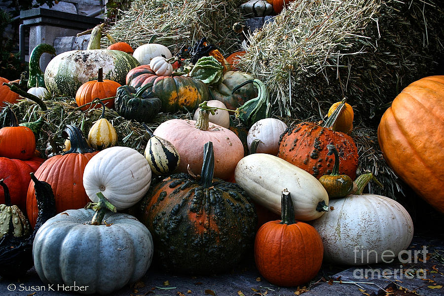 Pumpkin Piles Photograph by Susan Herber