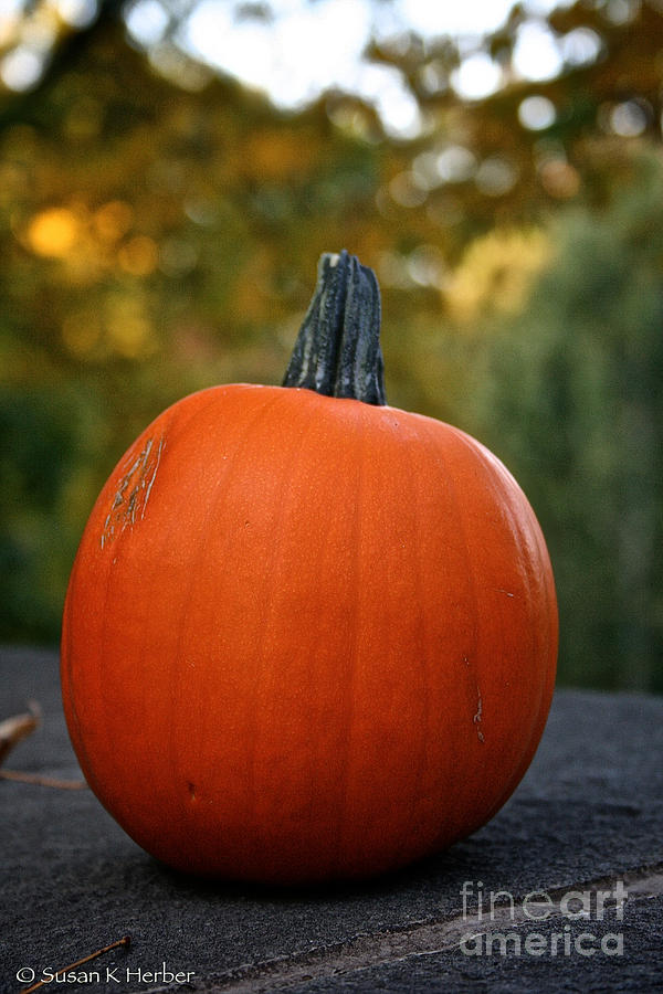 Pumpkin Profile Photograph by Susan Herber
