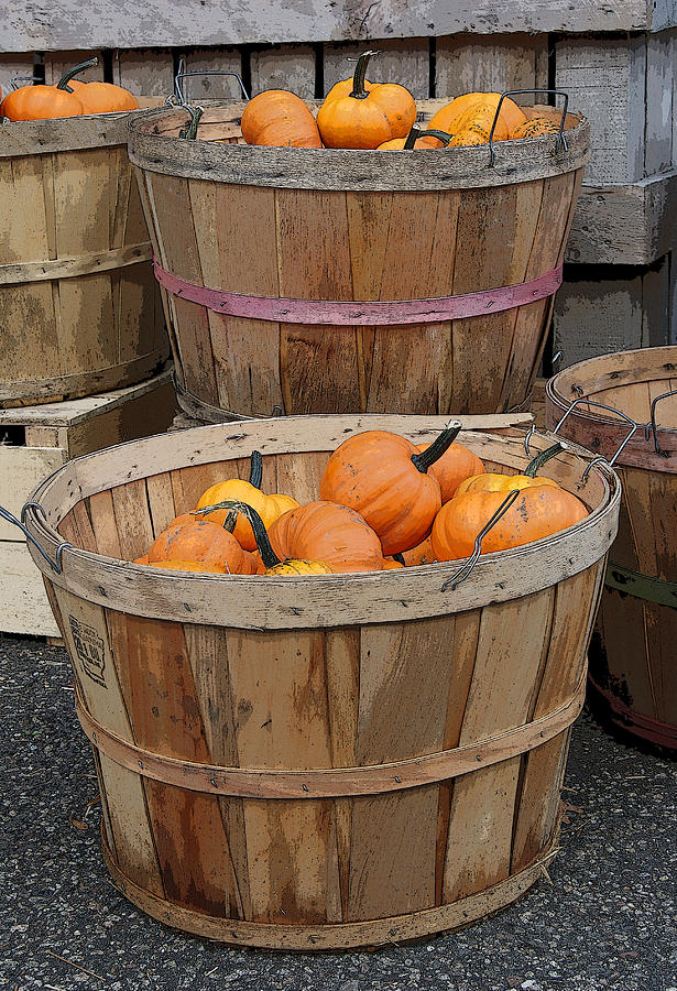 Pumpkin Season Photograph by Margie Avellino