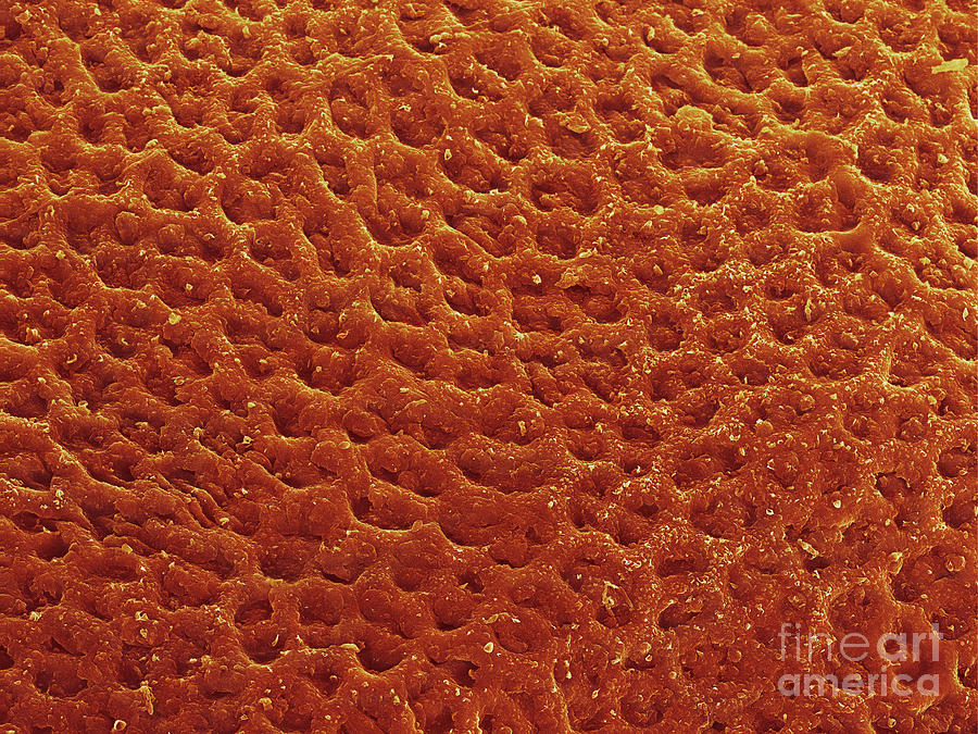 SEM of Pumpkin Skin  Photograph by Ted Kinsman