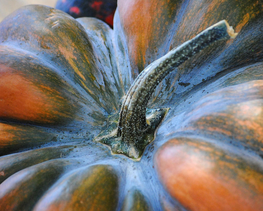Pumpkin Stem Photograph by Jai Johnson