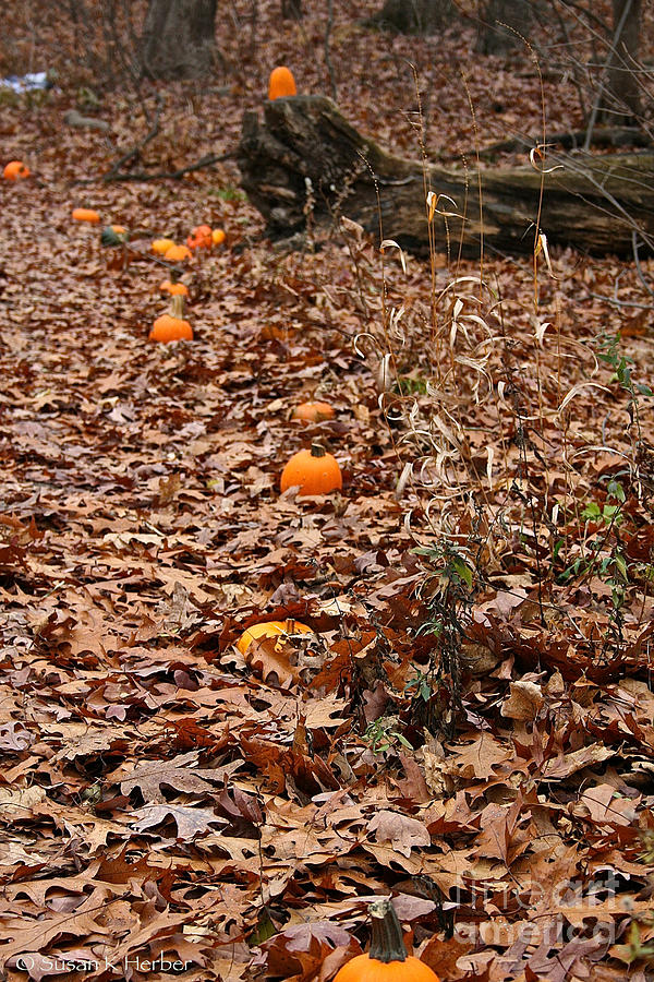 Pumpkin Trail Photograph by Susan Herber