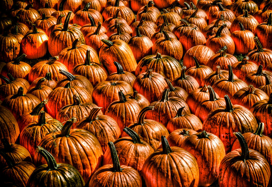 Pumpkins 2 Photograph