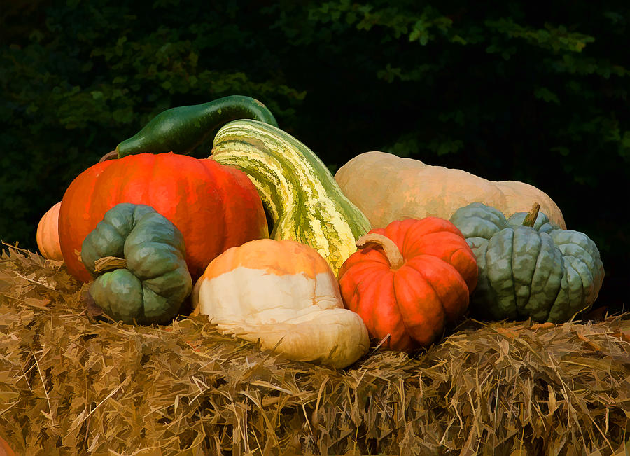 Pumpkins and gourds Photograph by Steve Zimic