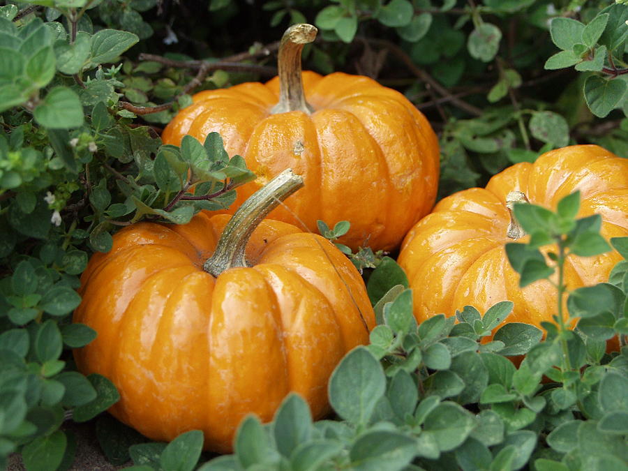 Pumpkins and Herbs Photograph by Carol Sweetwood