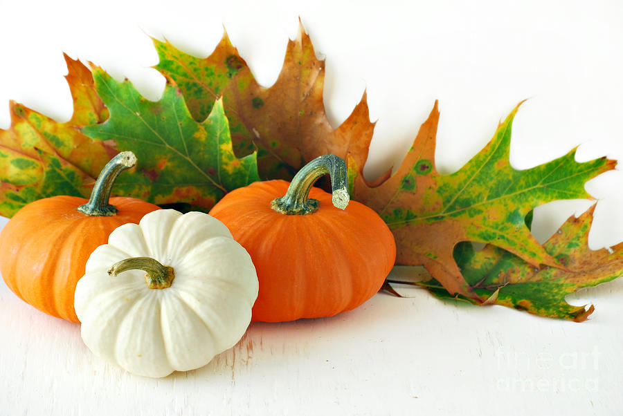 Fall Photograph - Pumpkins Autumns Leaves And Gourds by HD Connelly