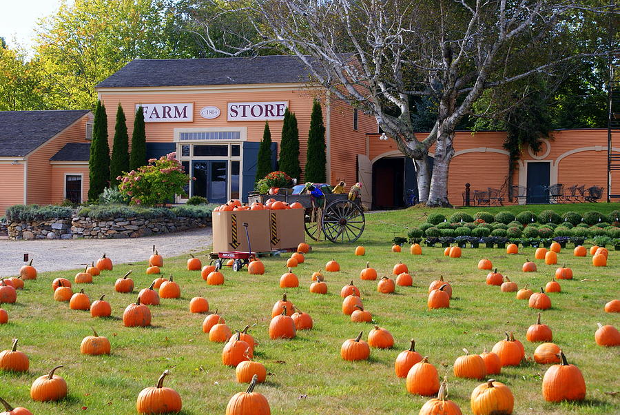 Pumpkins Everywhere Photograph by Lois Lepisto