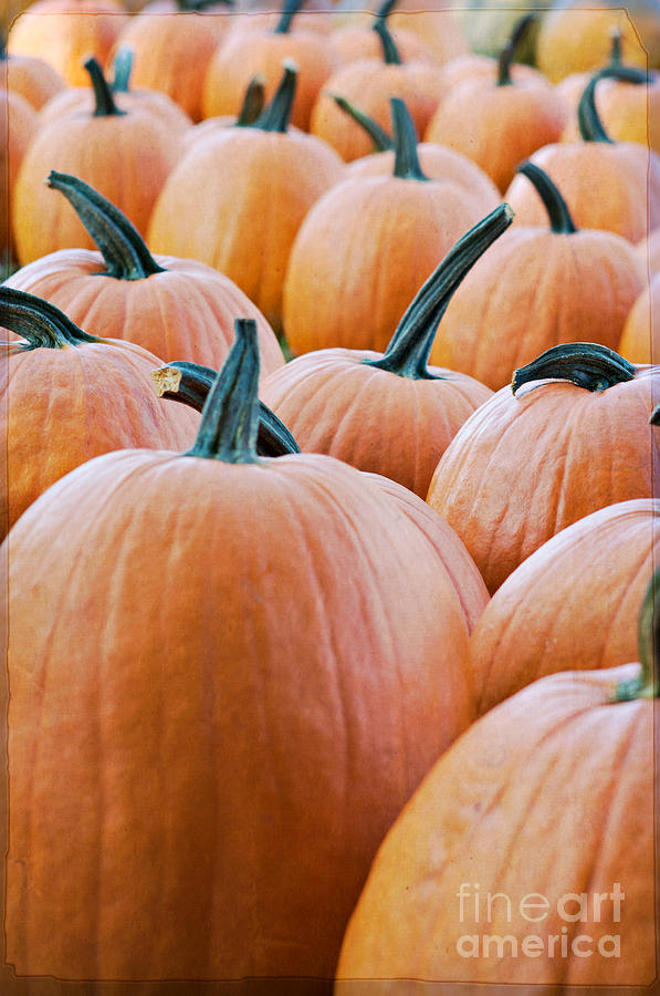 Pumpkins Photograph by Kim Fearheiley