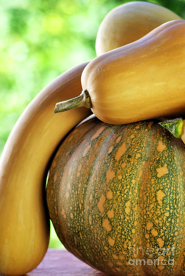 Pumpkin Photograph - Pumpkins on green background. by Inacio Pires