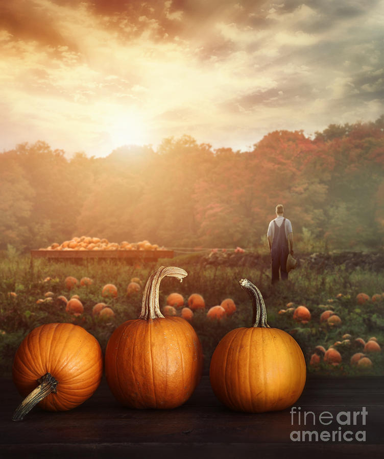 Fall Photograph - Pumpkins on table in farmers field by Sandra Cunningham