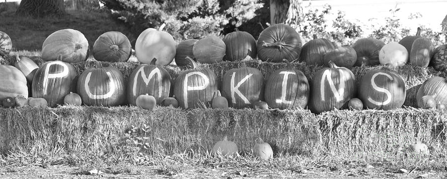 Pumpkins P U M P K I N S BW Photograph by James BO Insogna