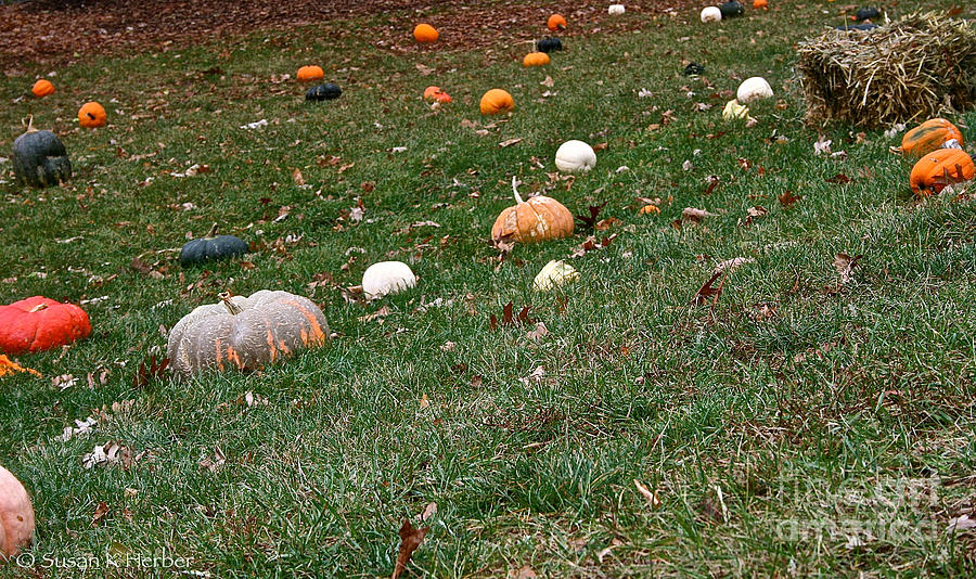 Pumpkins Photograph by Susan Herber