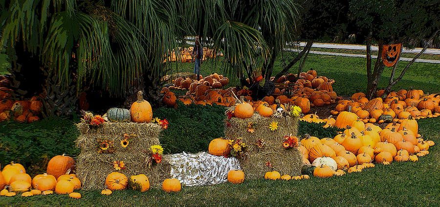 Pumpkins Under the Palms Photograph by DigiArt Diaries by Vicky B Fuller