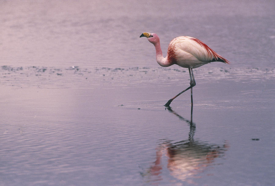 Puna Flamingo Phoenicopterus Jamesi Photograph by Pete Oxford