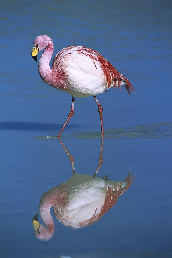 Puna Flamingo Phoenicopterus Jamesi Photograph by Tui De Roy