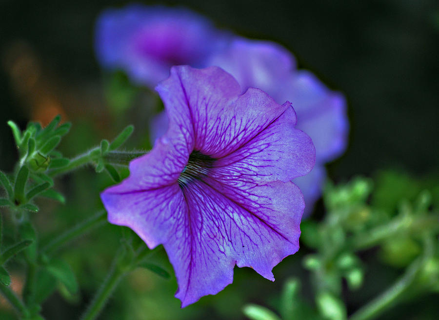 Nature Photograph - Punch O Purple by Michelle Cruz