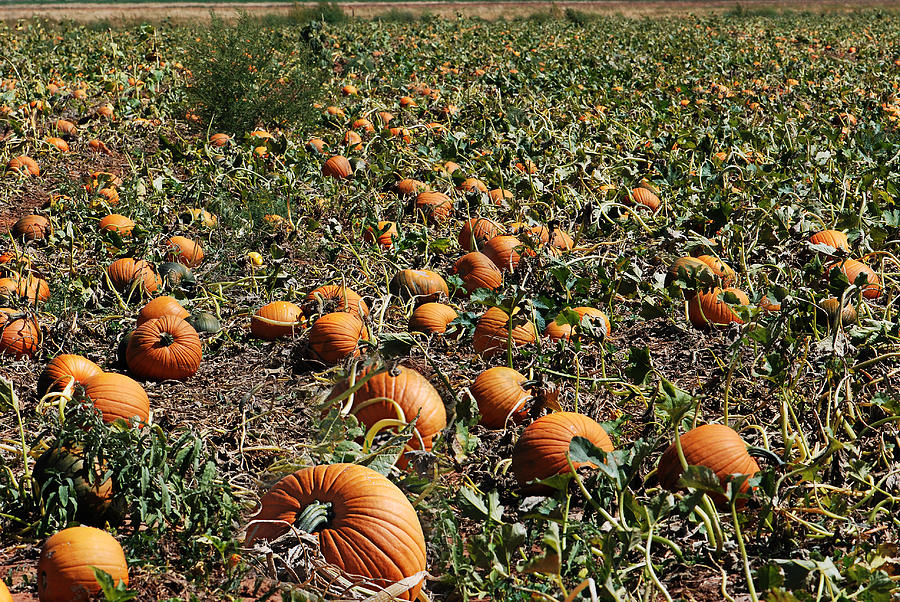 Punkin Patch Photograph by Melany Sarafis