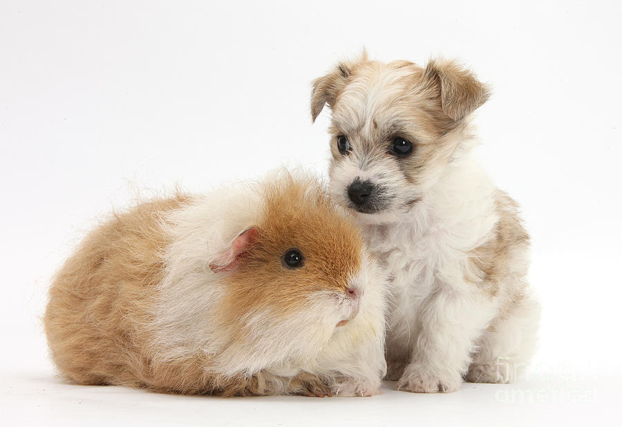 Nature Photograph - Pup And Guinea Pig by Mark Taylor