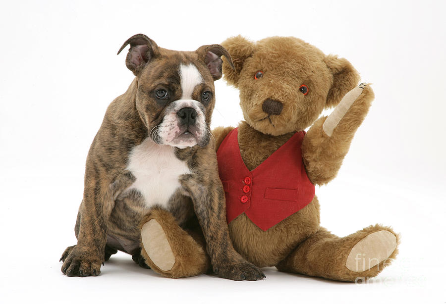 Dog Photograph - Pup And Teddy Bear by Jane Burton