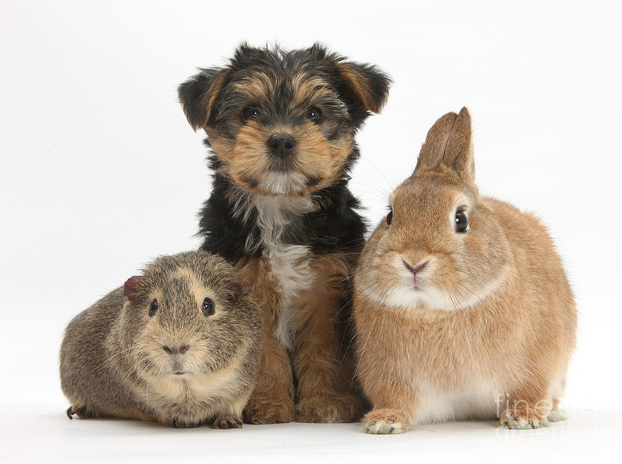 Pup, Guinea Pig And Rabbit Photograph by Mark Taylor