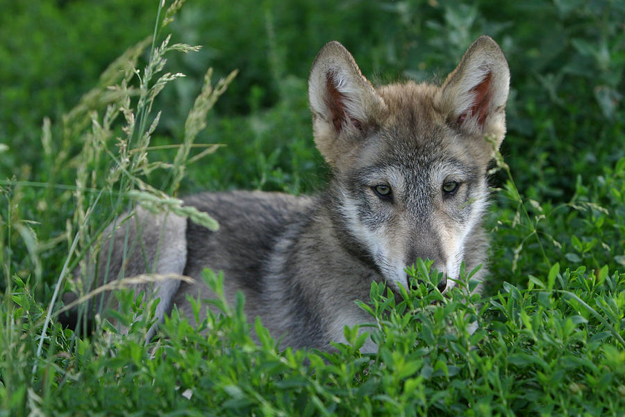 Pup In The Grass Photograph