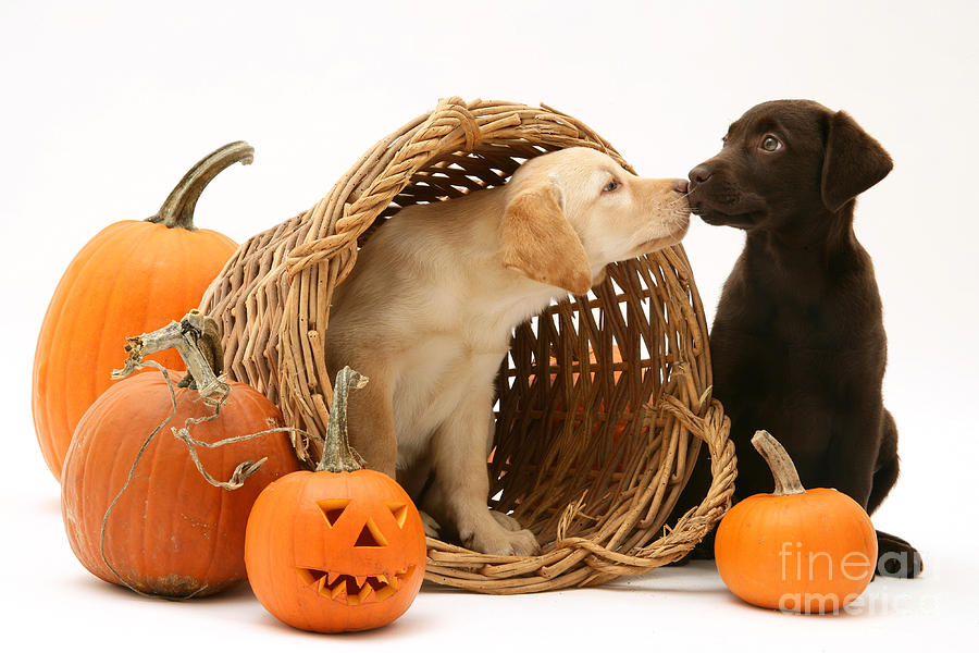 Puppies At Halloween Photograph by Jane Burton