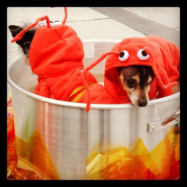 Animal Photograph - Puppies dressed as Crawfish by Rebecca Shinners