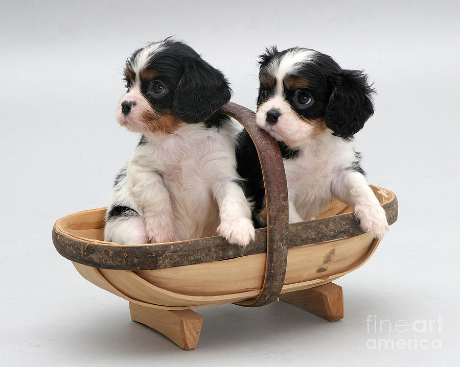 Nature Photograph - Puppies In A Trug by Jane Burton