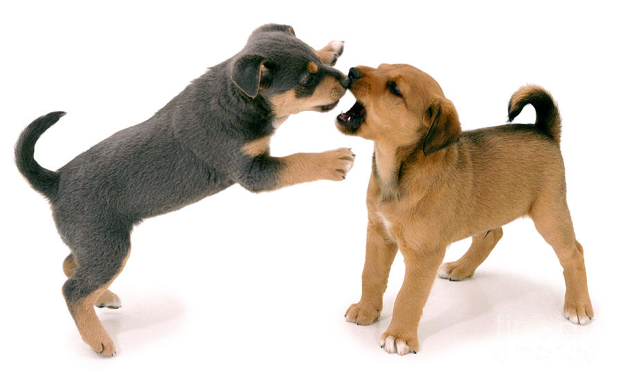 Puppies Playfighting Photograph by Jane Burton