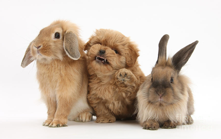 Puppy And Rabbits Photograph by Mark Taylor Fine Art America