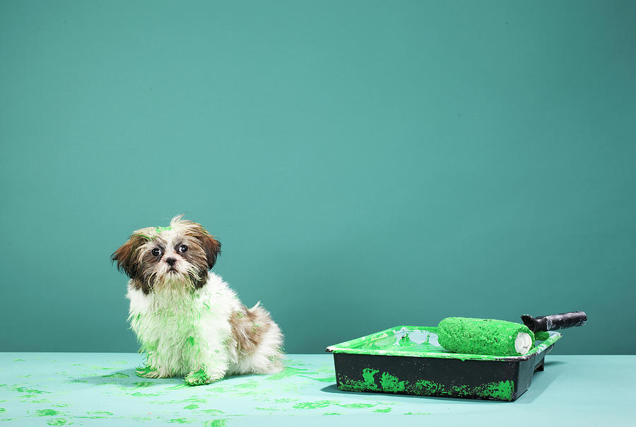 Puppy Covered In Green Paint From Paint Tray Photograph by Martin Poole