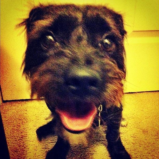Dog Photograph - #puppy #cute #shaggy #instagram by Hollyan Trainer