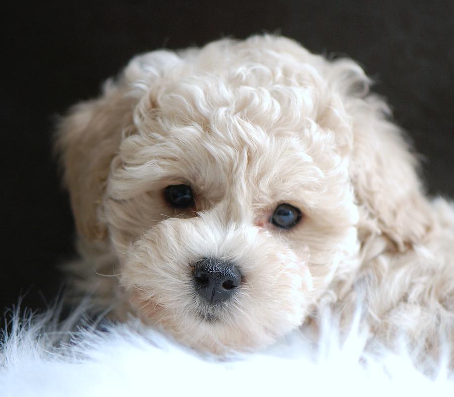 Puppy Dog Eyes Photograph by Lisa DiFruscio | Fine Art America