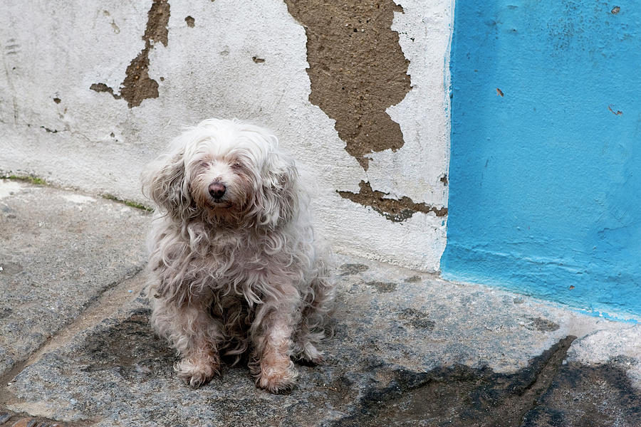 Puppy Espana  Photograph by Lorraine Devon Wilke