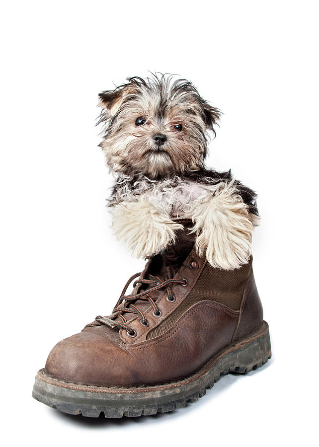 Puppy In A Boot Photograph by Chad Latta Puppy In A Boot Photograph by Chad Latta