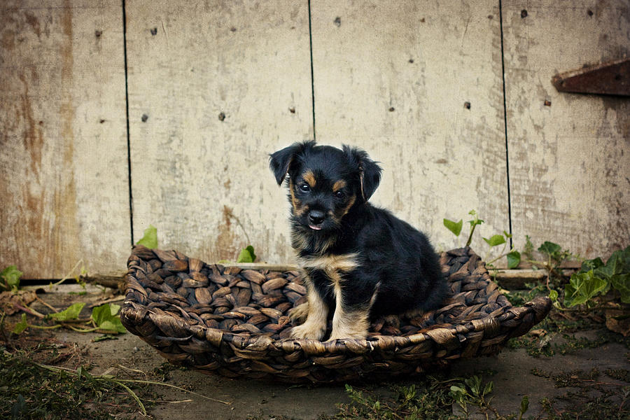 Puppy in a tray Photograph by Kelley Nelson