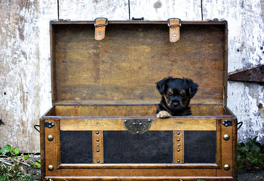 Puppy in a trunk Photograph by Kelley Nelson