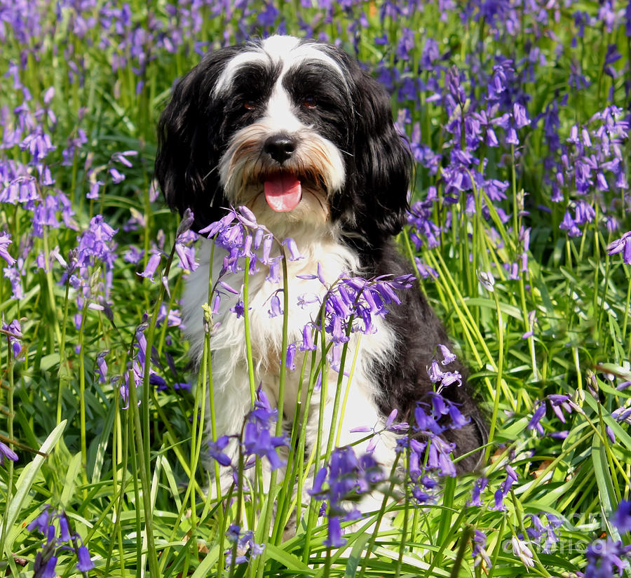 Puppy in Bluebells Tapestry - Textile by Simon Bratt