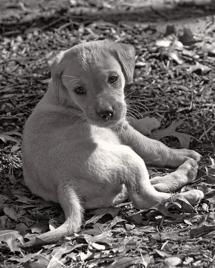 Animal Photograph - Puppy in Leaves BW by Linda Phelps