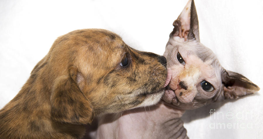 Cat Photograph - Puppy Kissing Alien Cat by Jeannette Hunt
