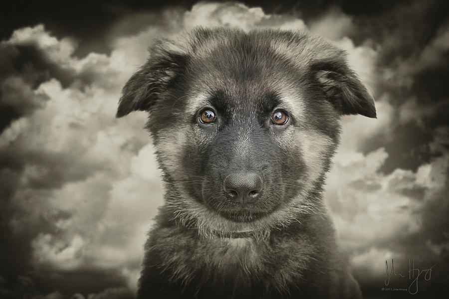 Nature Photograph - Puppy Love by John Herzog