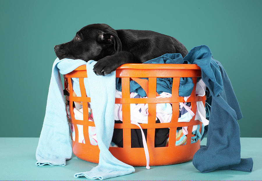 Puppy Lying In Laundry Basket Photograph by Martin Poole