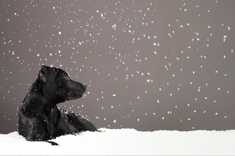 Puppy Lying In Snow Watching Snowflakes Photograph by Martin Poole