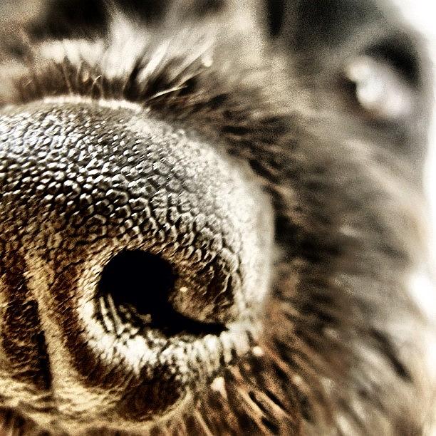 Dog Photograph - #puppy Nose :) #cute #nofilter #doggy by Hollyan Trainer