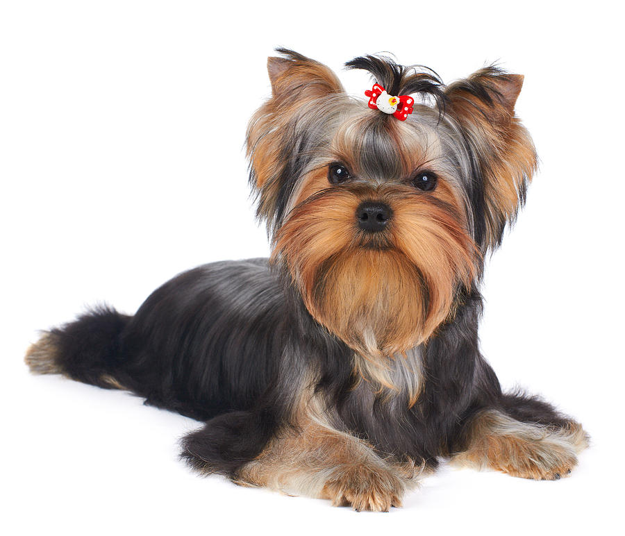 Puppy Of The Yorkshire Terrier Photograph by Konstantin Gushcha