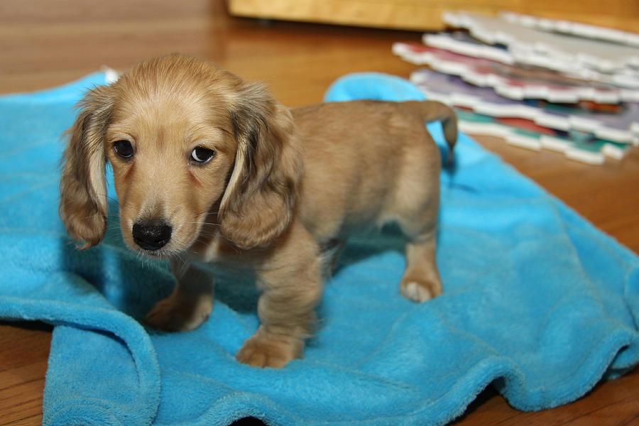 Puppy on Blue Blanket Photograph by Diana Haronis