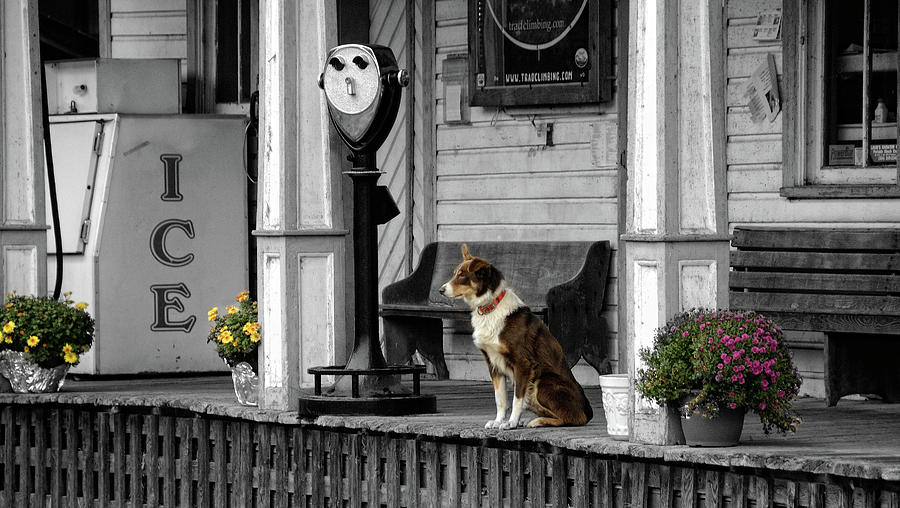 Puppy on the Porch Photograph by Mark Dottle