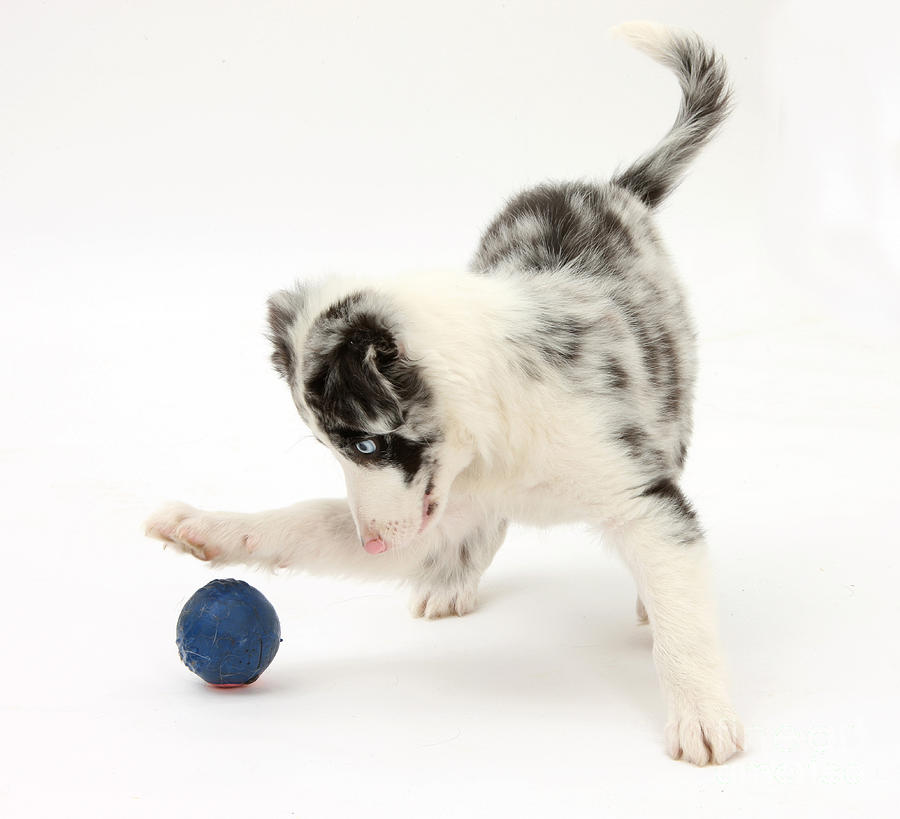 Puppy Playing With A Ball Photograph by Mark Taylor
