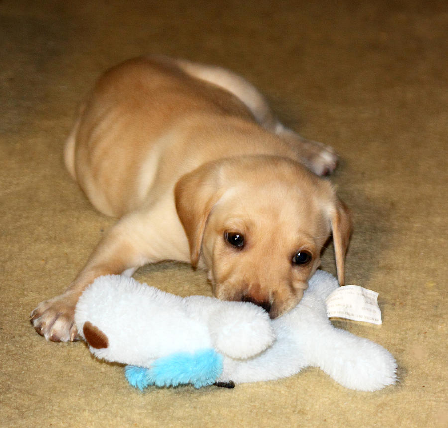 Animal Photograph - Puppy Playing with Blue Toy by Linda Phelps